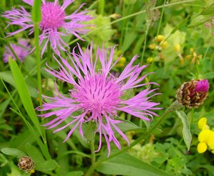 Wiesen-Flockenblume - Centaurea jacea | © Agroscope