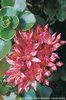 Kaukasus-Fettkraut - Sedum spurium | © info flora