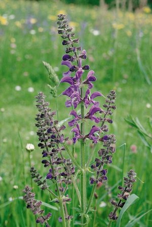 Wiesensalbei - Salvia pratensis | © Agroscope