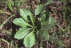 Cespica annua - Erigeron annuus. Foglie basali riunite in rosetta | © Agroscope