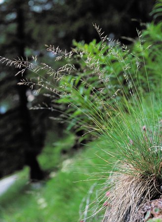 Schafschwingel - Festuca ovina | © Agroscope