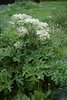 Wiesen-Bärenklau - Heracleum sphondylium | © e-pics M.Baltisberger