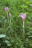 Herbstzeitlose - Colchicum autumnale | © A.Krebs