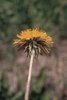 Wiesen-Löwenzahn - Taraxacum officinale | © Agroscope