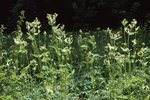 Cirse maraîcher - Cirsium oleraceum. Couvert végétal dominé par le cirse maraîcher | © e-pics A.Krebs