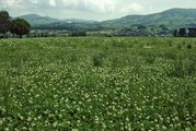 Italiensich-Raigras-Wiese, Rumpfbestand, mit sehr viel Weissklee | © W.Dietl