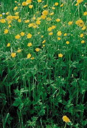 Scharfer Hahnenfuss - Ranunculus acris | © Agroscope