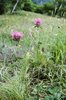 Trèfle violet - Trifolium pratense | © e-pics M.Baltisberger