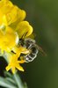 Luzerne en faucille - Medicago falcata. Avec l’abeille grise -Rhophitoides canus | © e-pics A.Krebs