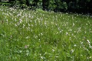 Prairie de litière, sous-type pelouse à laiche de Davall, présence de linaigrette à larges feuilles | © W.Dietl