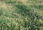 Trifoglio bianco - Trifolium repens | © Agroscope