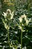 Cirse maraîcher - Cirsium oleraceum | © e-pics A.Krebs