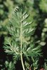 Erba mutellina - Ligusticum mutellina. Foglioline di primo ordine picciolate | © Agroscope