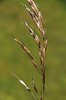 Avoine pubescente - Helictotrichon pubescens | © Agroscope