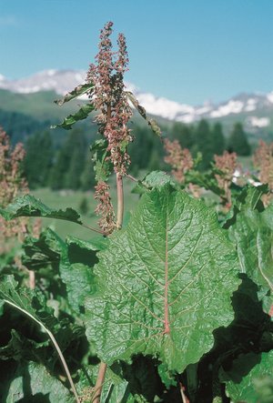 Alpen-Blacke - Rumex alpinus | © Agroscope