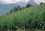 Prairie à ray-grass d‘Italie au printemps, première pousse, sans tiges portant des épis, riche en feuilles | © W.Dietl