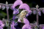 Sauge des prés - Salvia pratensis. Avec une abeille mellifère - Apis mellifera | © e-pics A.Krebs