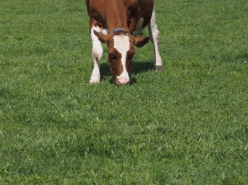 Pascolo precoce su prato-pascolo di qualità elevata | © AGFF