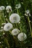 Wiesen-Löwenzahn - Taraxacum officinale | © e-pics A.Krebs