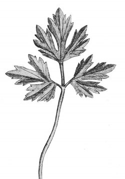 Ranuncolo strisciante - Ranunculus repens. Foglia composta da foglioline profondamente incise e a margine dentato | © APF