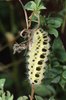 Lotier corniculé - Lotus corniculatus. Chenille de zygène - Zygaena filipendula | © e-pics A.Krebs