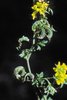 Sichelklee - Medicago falcata. Sichelförmige Früchte | © Agroscope