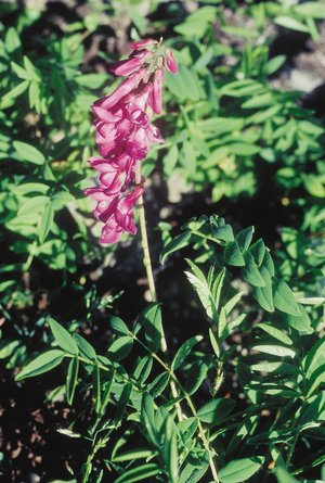 Sainfoin des Alpes - Hedysarum hedysaroides | © Agroscope